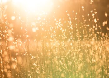 “Keep your face always toward the sunshine, and shadows will fall behind you.