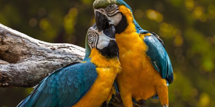 Feather Your Nest with Official-RSPB: A Bird Lover’s Paradise