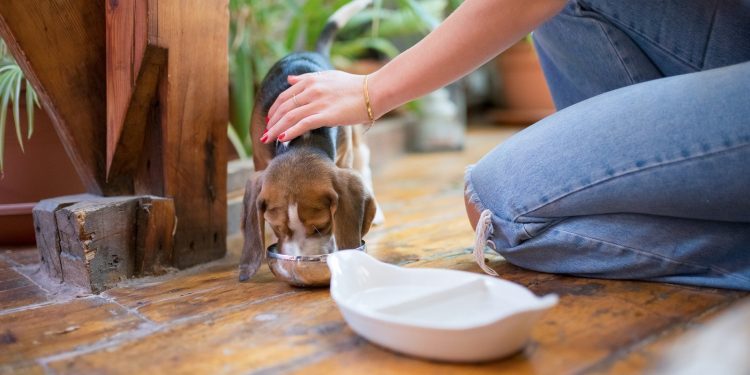 Ensure Your Fur Baby’s Happiness: Remember to Book Your Pet Sitter with Official-TrustedHousesitters