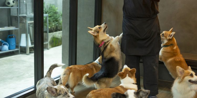 From Paws to Passport: The Ultimate Guide to Traveling the Globe with TrustedHousesitters