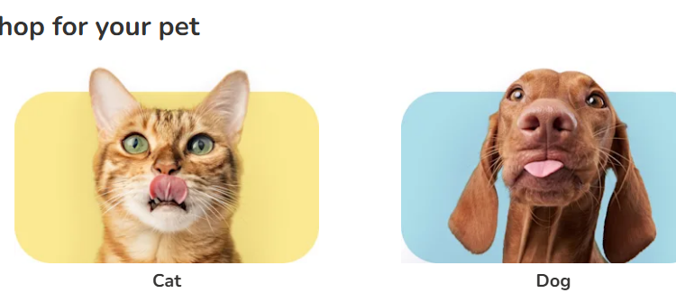 Pampering Pets: Unveiling the Best Grooming Services at Caats Cats & Dog