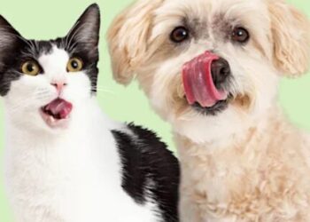 Exploring the Range: What You Can Find at Zooplus Pet Care Store