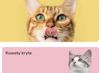 Zooplus Online Pet Shopping Guide: Everything You Need to Know About Zooplus