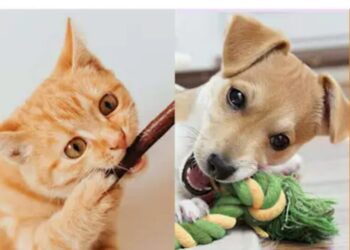 Zooplus: The Leading Online Pet Store for Food, Supplies, and Accessories Across Europe