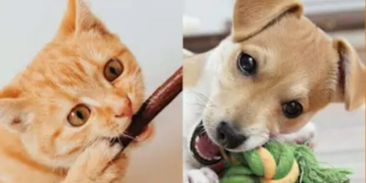 Zooplus: The Leading Online Pet Store for Food, Supplies, and Accessories Across Europe