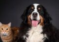 Zooplus: The Leading Online Pet Store for Food, Supplies, and Accessories Across Europe