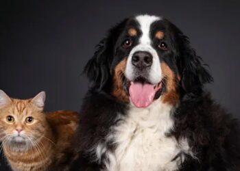 Zooplus: The Leading Online Pet Store for Food, Supplies, and Accessories Across Europe