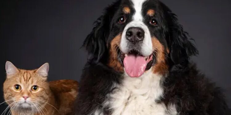 Zooplus: The Leading Online Pet Store for Food, Supplies, and Accessories Across Europe