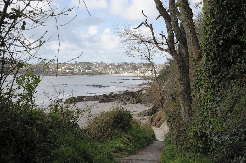 brittany forest path