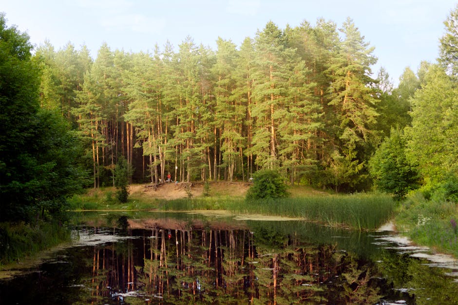 forest lake reflection