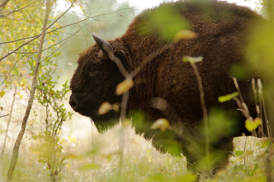 forest with european bison