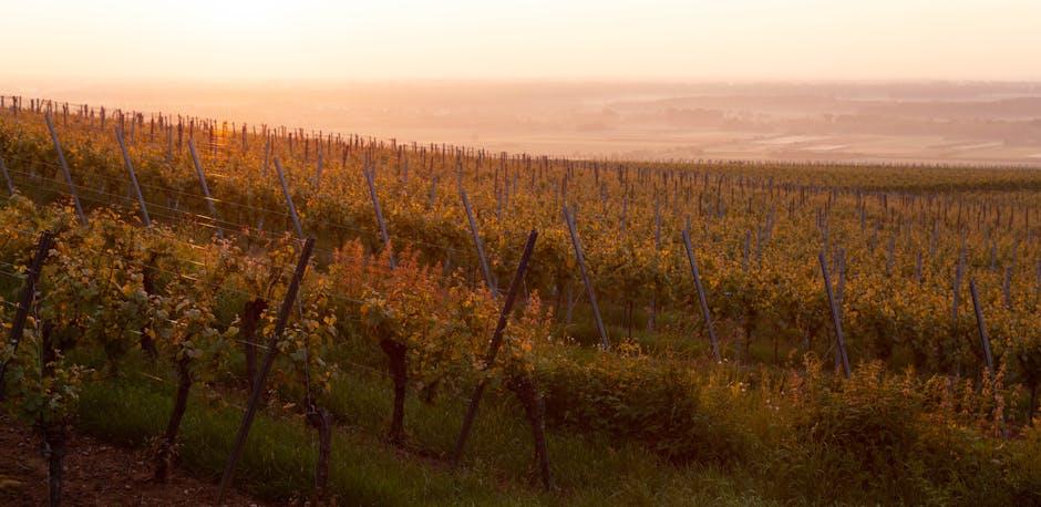 french vineyard sunset