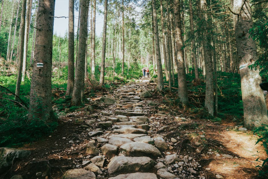 Hiking trail mountain forest Poland