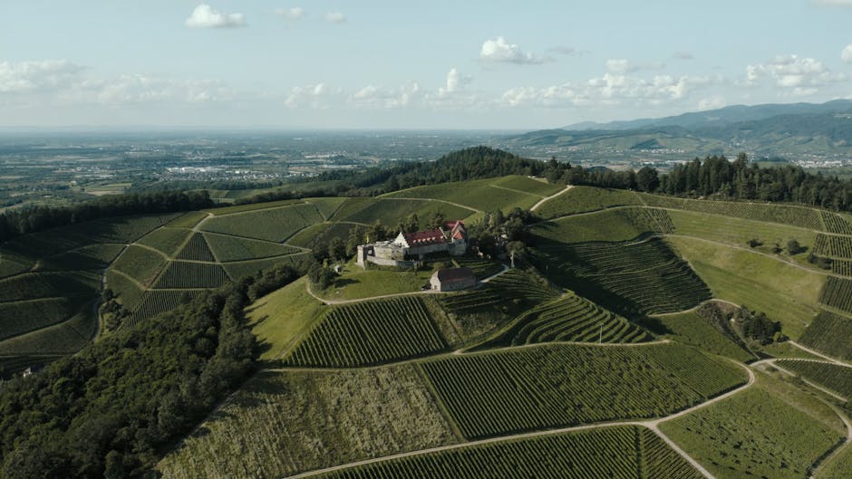 Historic German castle vineyard
