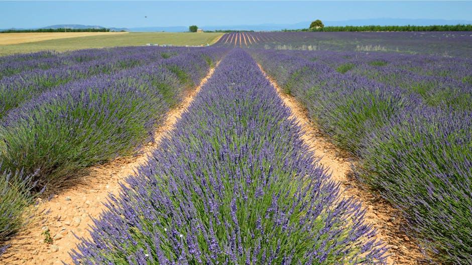 lavender field provence