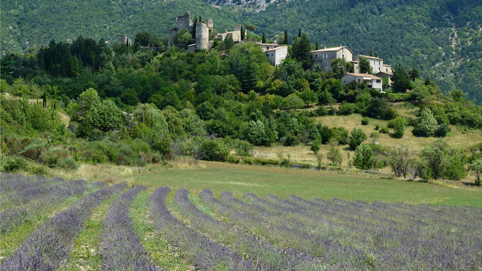 lavender field with historic village