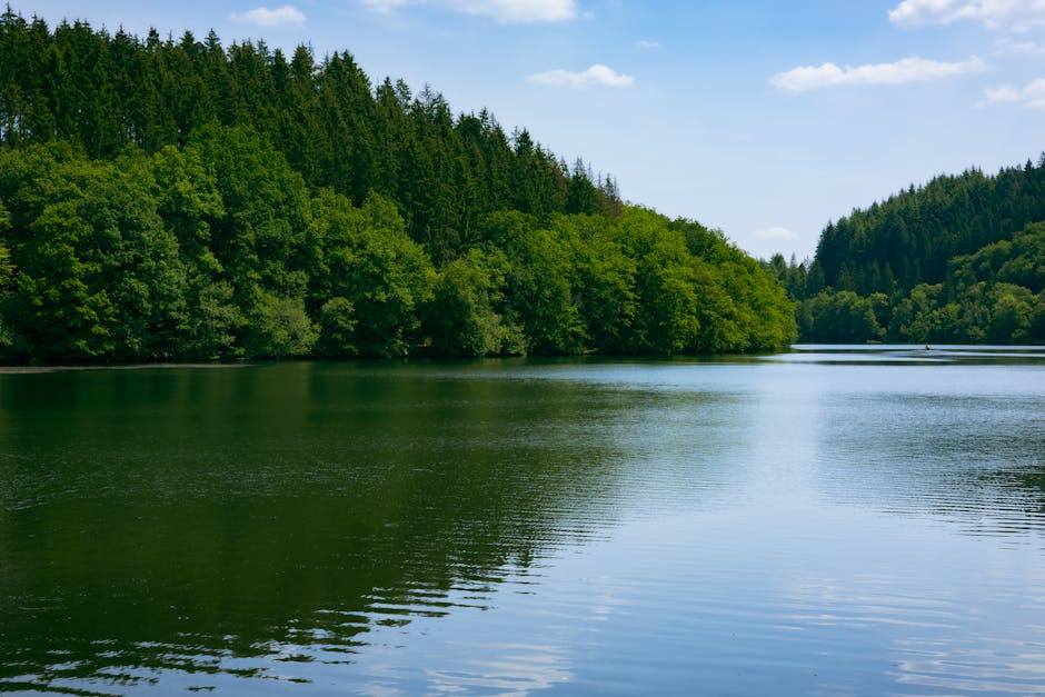 volcanic lake eifel forest