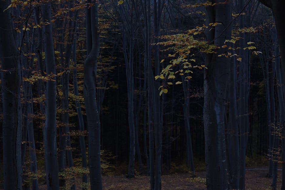 Carpathian beech forest path