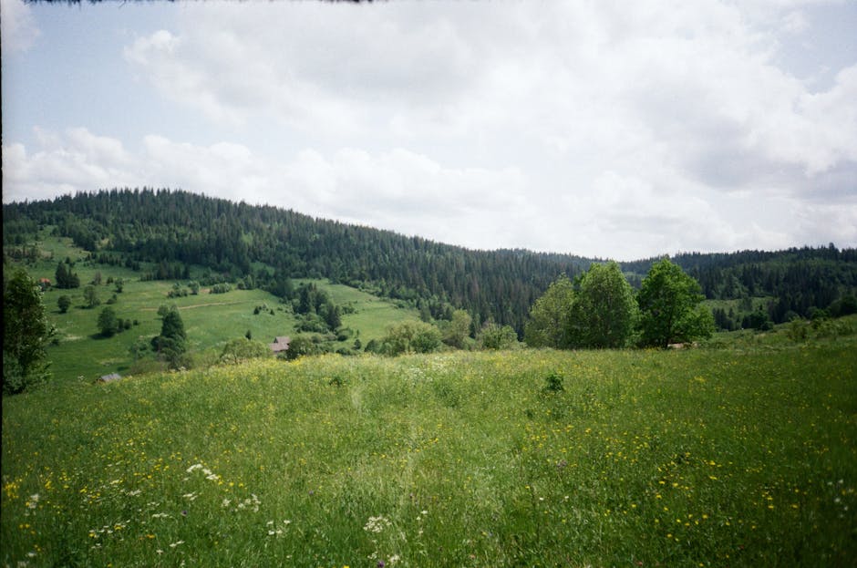 children playing carpathian meadow