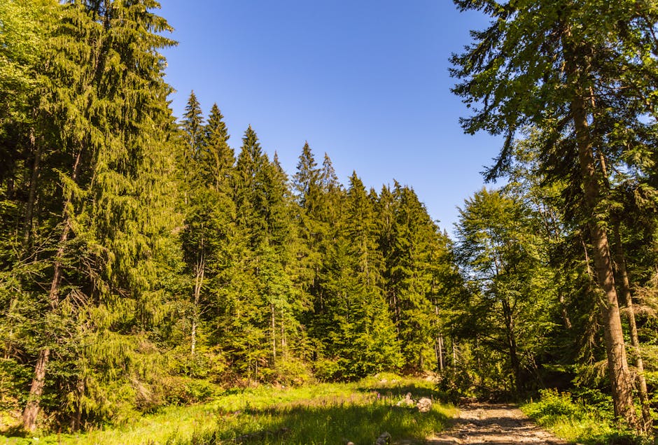 Hiking trail Carpathian forest