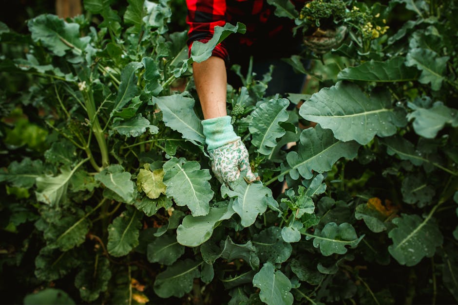 person harvesting vegetables from small garden