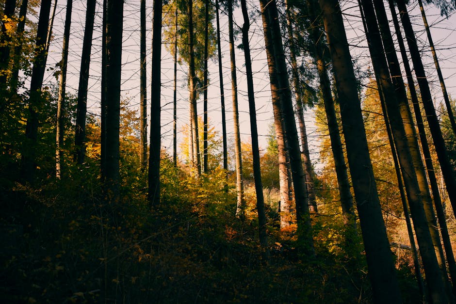 Ukrainian Carpathians autumn