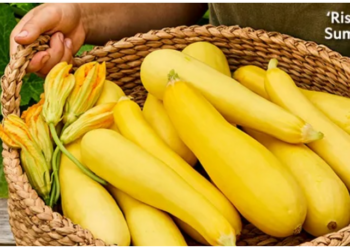 Grow Beautiful Gardens with Premium Seeds and Plants Burpee