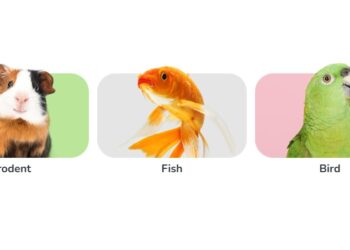Zooplus: Your Complete Guide To Quality Pet Care And Smart Shopping