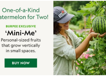 Discover Quality Seeds, Plants, and Gardening Essentials Burpee