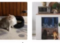 Make Every Mealtime Better With Petlibro